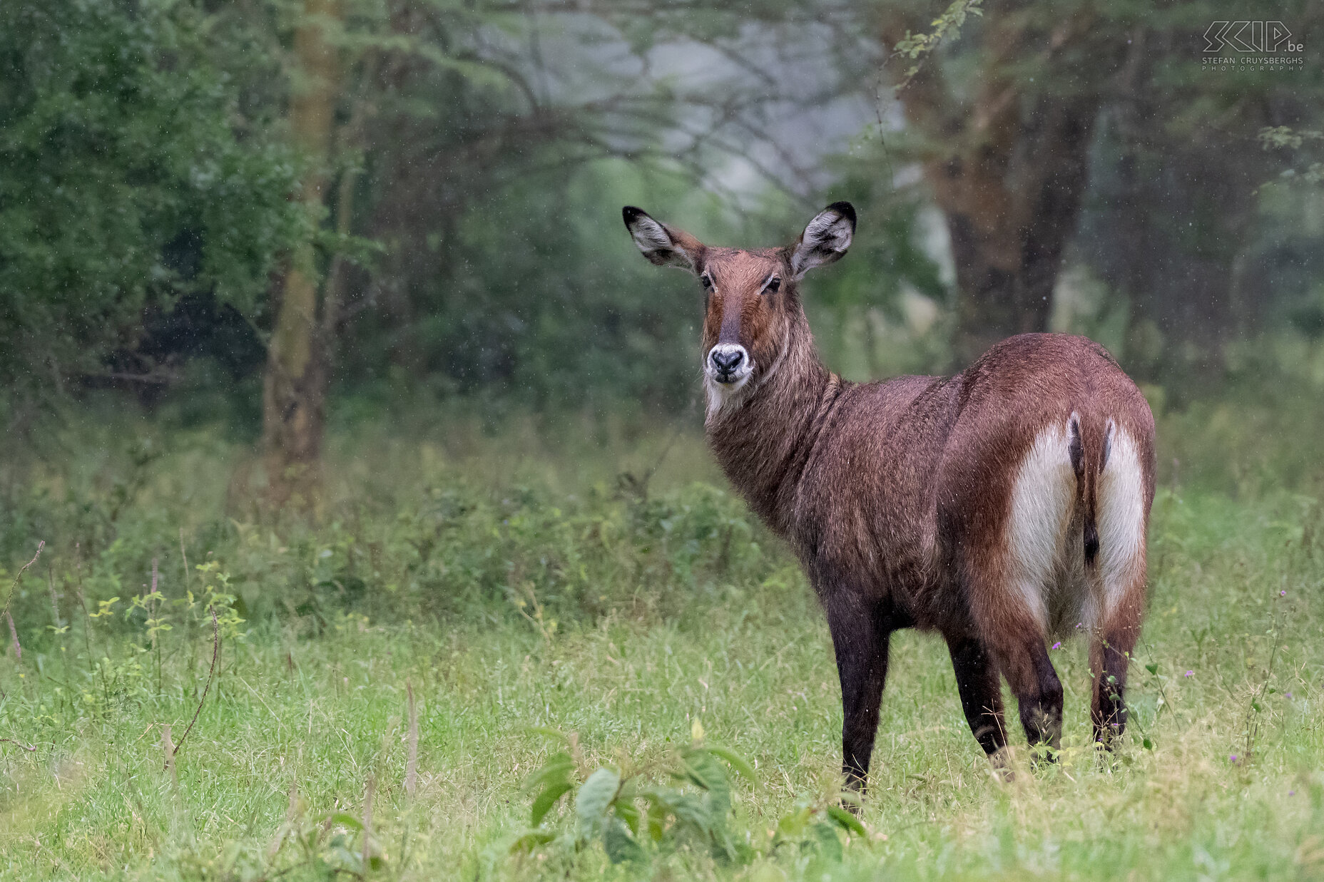 Soysambu - Female waterbok The waterbuck is a magnificent creature residing in watery and wooded regions. Their fur, a blend of dark brown and gray, showcases distinctive white patches on their heads. Found in small herds, with males occasionally adopting a solitary lifestyle, these animals can reach weights of up to 300 kg. Only the male has horns. They are mainly active in the morning and late afternoon. Stefan Cruysberghs